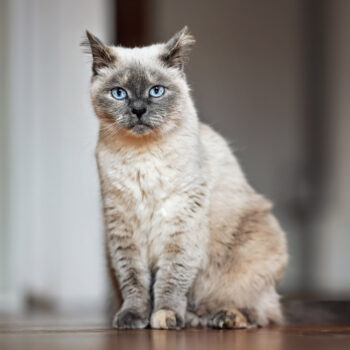 GATO